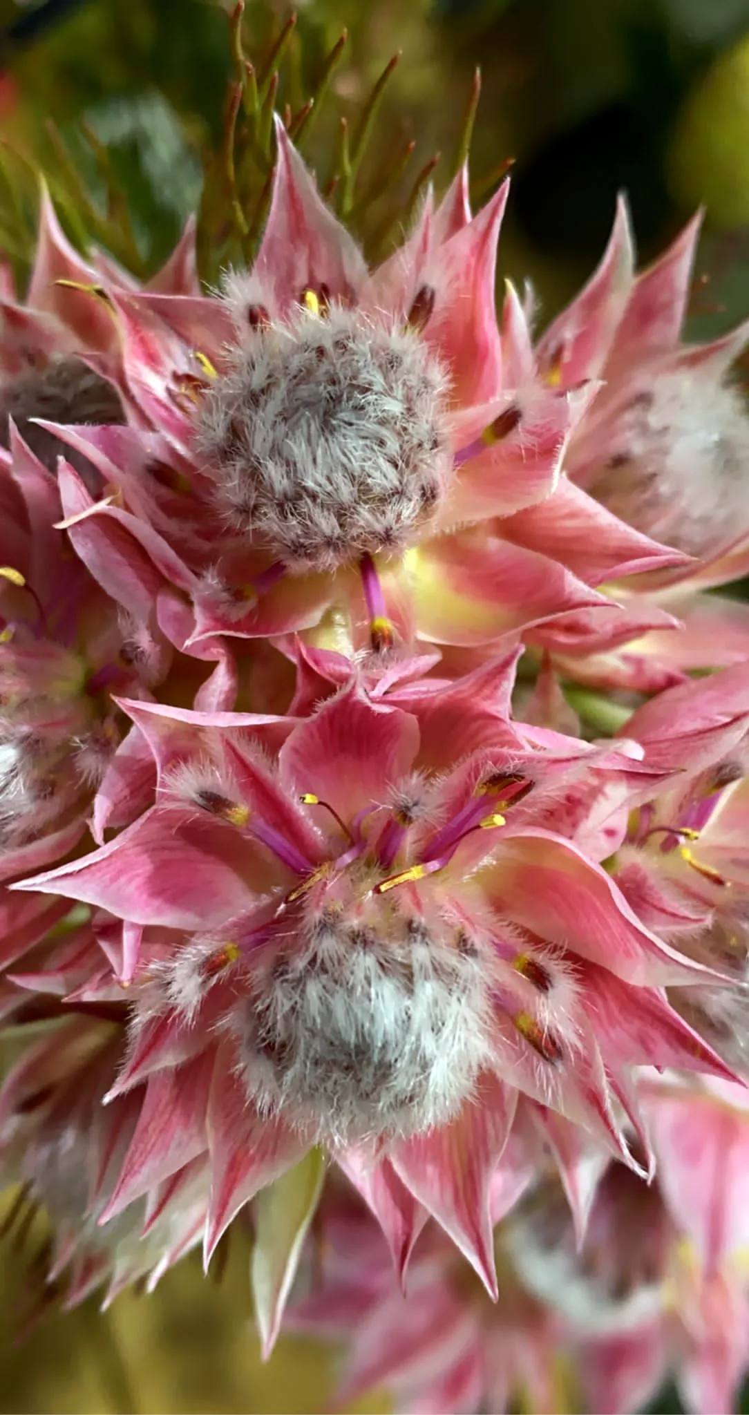 Festliche Blumendekoration