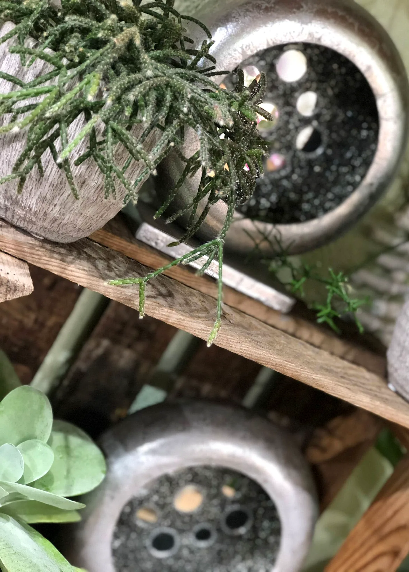 Blumen und Pflanzen im Ladengeschäft
