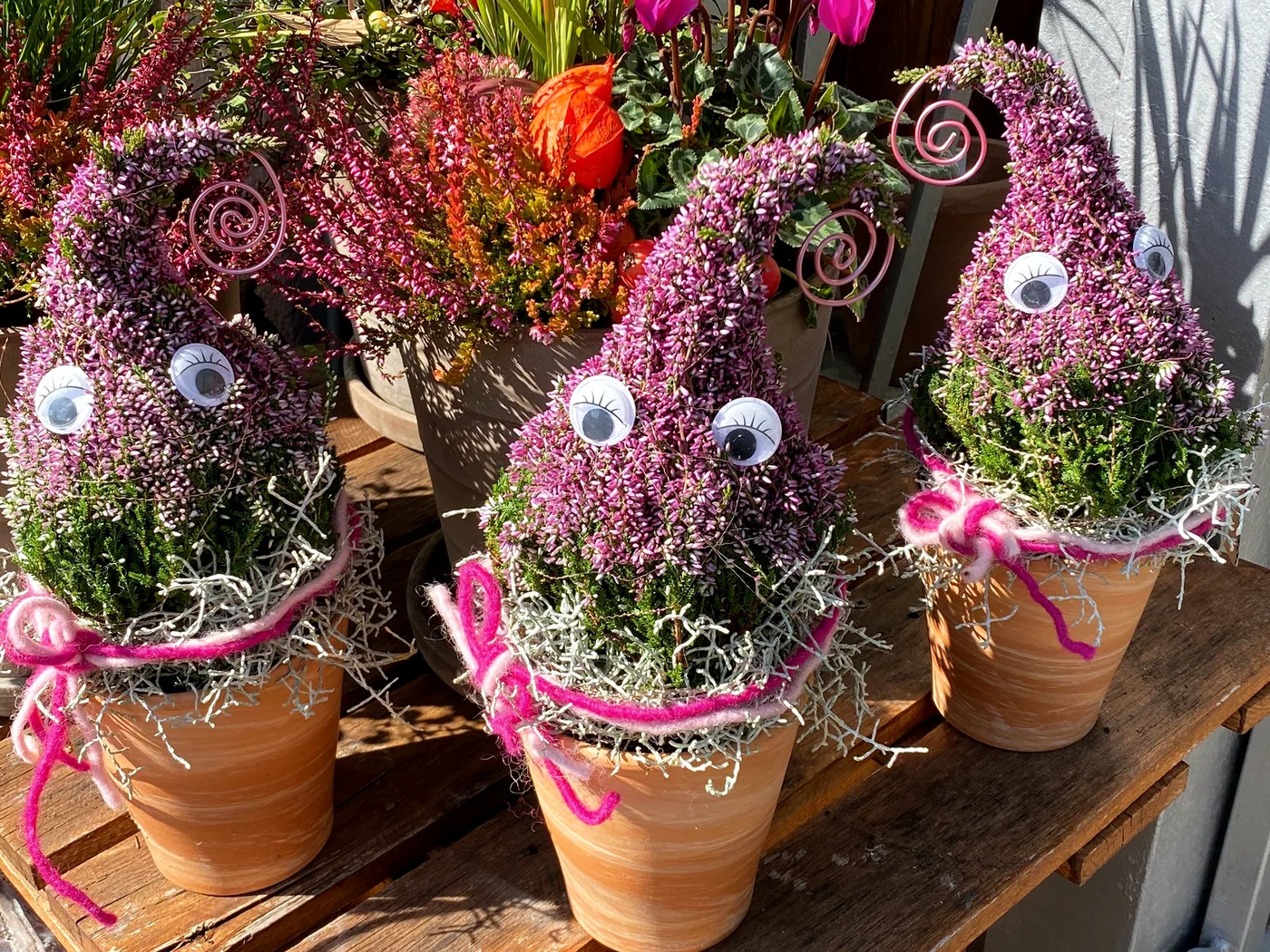 Auswahl bei Blumen Niebergall